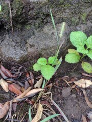 Setaria parviflora