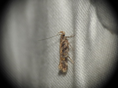 Aristotelia decoratella