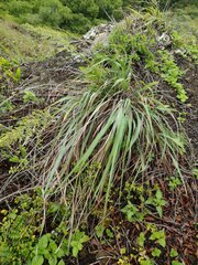Eragrostis variabilis