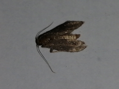 Lepidoptera