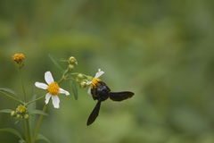 Biluna
