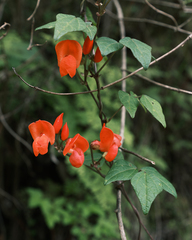 Phaseolus coccineus