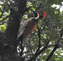 Dinopium benghalense