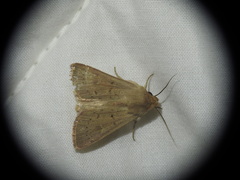 Mythimna ferrago