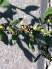 Eupeodes corollae