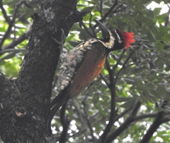 Dinopium benghalense