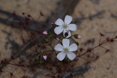 Drosera humilis