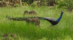 Pavo cristatus