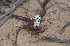 Drosera humilis