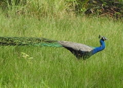 Pavo cristatus