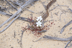 Drosera humilis