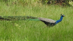 Pavo cristatus
