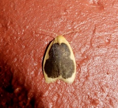 Pseudoblabes oophora