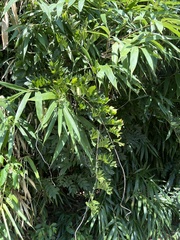 Wisteria