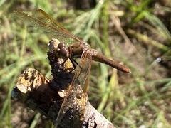 Sympetrum madidum