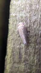 Paraphlepsius continuus