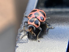 Coleomegilla maculata