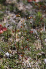 Drosera