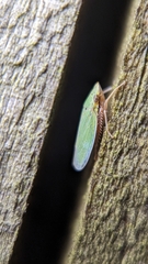 Draeculacephala balli