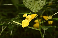 Impatiens tayemonii