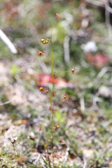 Drosera