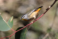 Pardalotus punctatus