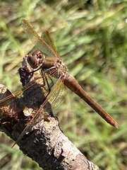 Sympetrum madidum