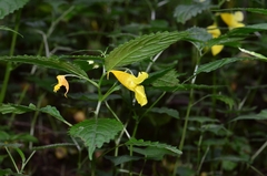 Impatiens tayemonii