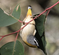 Pardalotus punctatus