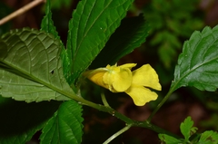 Impatiens tayemonii