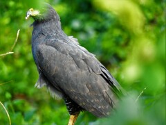 Buteogallus urubitinga