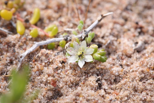 Image of Calandrinia granulifera by (c) Hugo Innes, some rights reserved (CC BY)