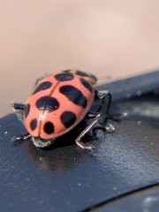 Coleomegilla maculata