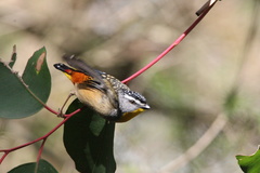 Pardalotus punctatus