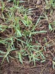 Stenotaphrum secundatum