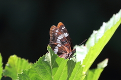 Limenitis lorquini