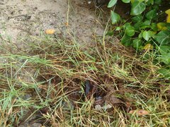 Paspalum vaginatum
