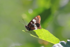 Limenitis lorquini