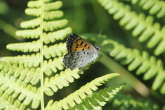 Tharsalea mariposa
