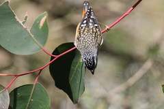 Pardalotus punctatus