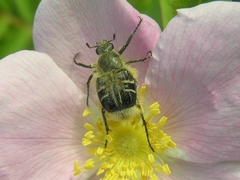 Trichiotinus assimilis