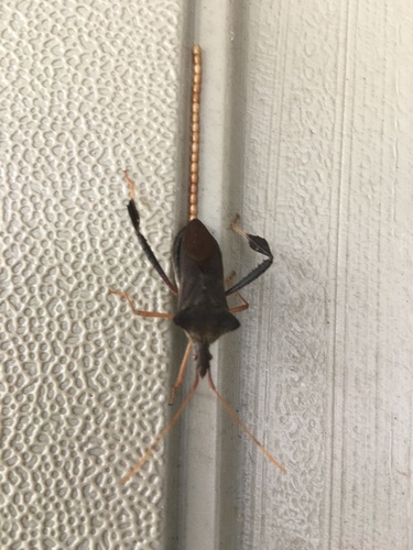 Magnolia Leaf-footed Bug photo 3