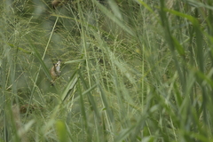 Lonchura punctulata topela