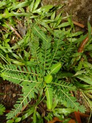 Phyllanthus urinaria