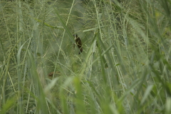 Lonchura punctulata topela