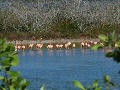 Phoenicopterus ruber