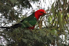 Alisterus scapularis