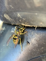 Vespula maculifrons