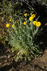 Baileya pleniradiata