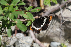 Limenitis lorquini